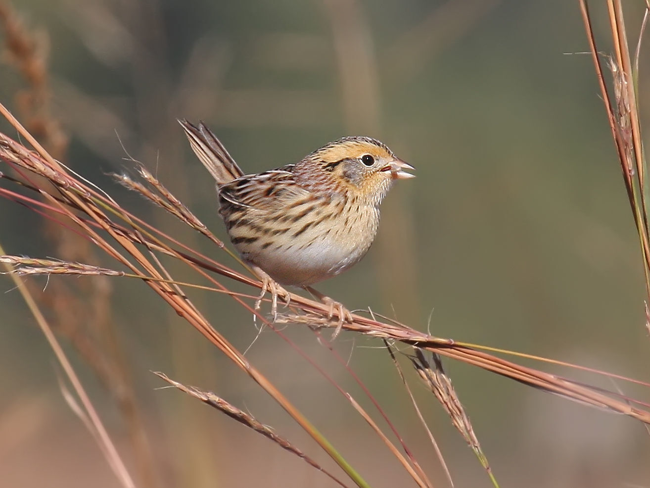 LeConte's Sparrow